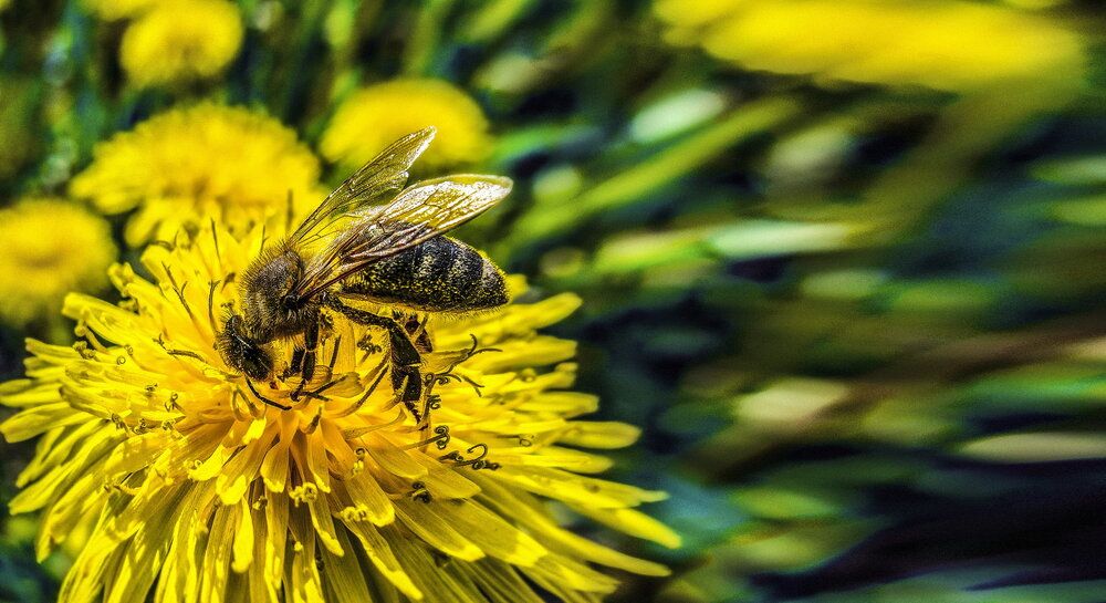 Погружение в цветок