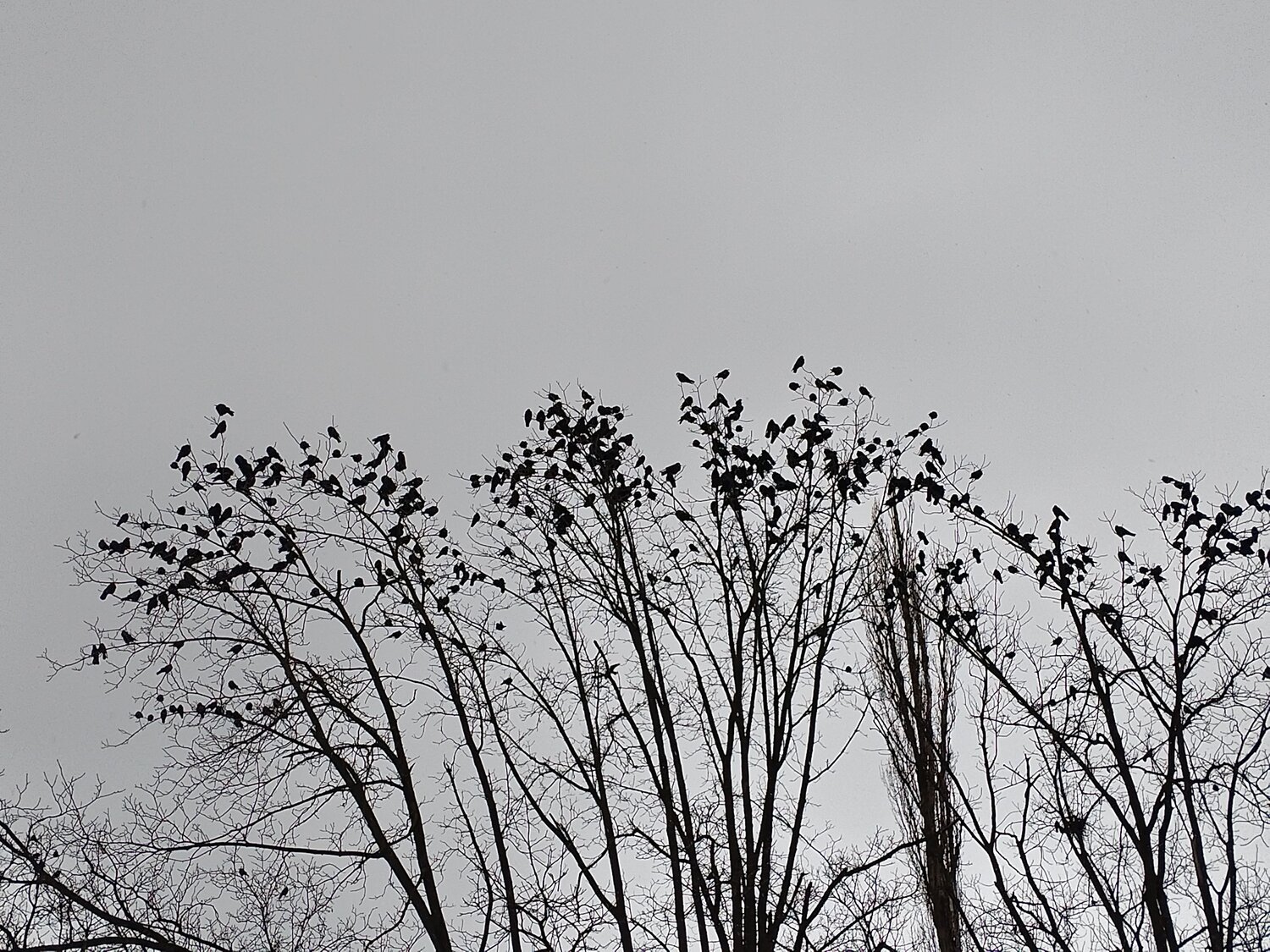 Photo #11919701