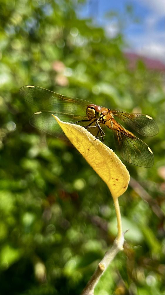 Dragonfly
