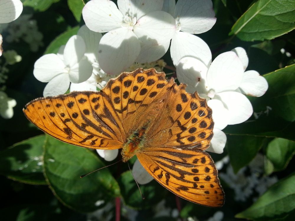 Photograph by Edmund Randal