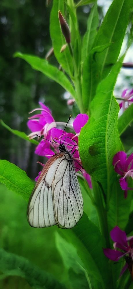 Photograph by Игорь Тюменцев
