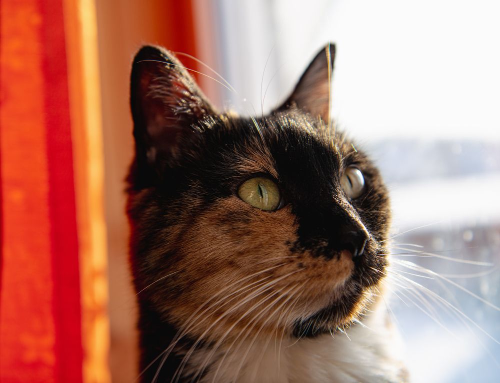 Фотография автора Екатерина Лапаева