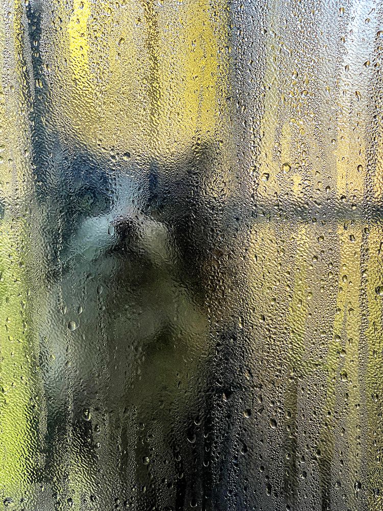 Фотография автора Erfan Rabiei dastjerdi