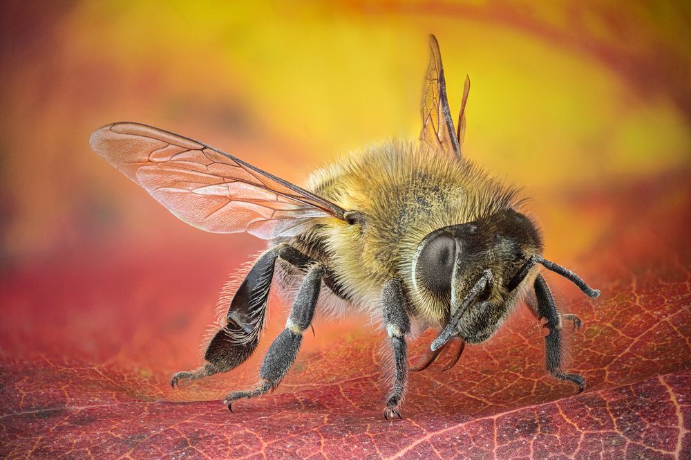 Photograph by Ganev Tsvetan