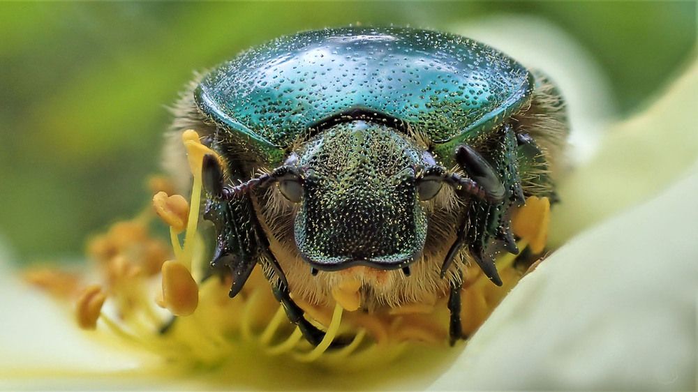 Бронзовка в своей тарелке