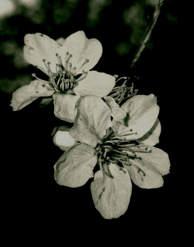 Photograph by Муза Латинская