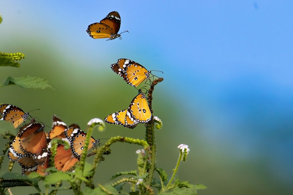 Photograph by Deepak KGK