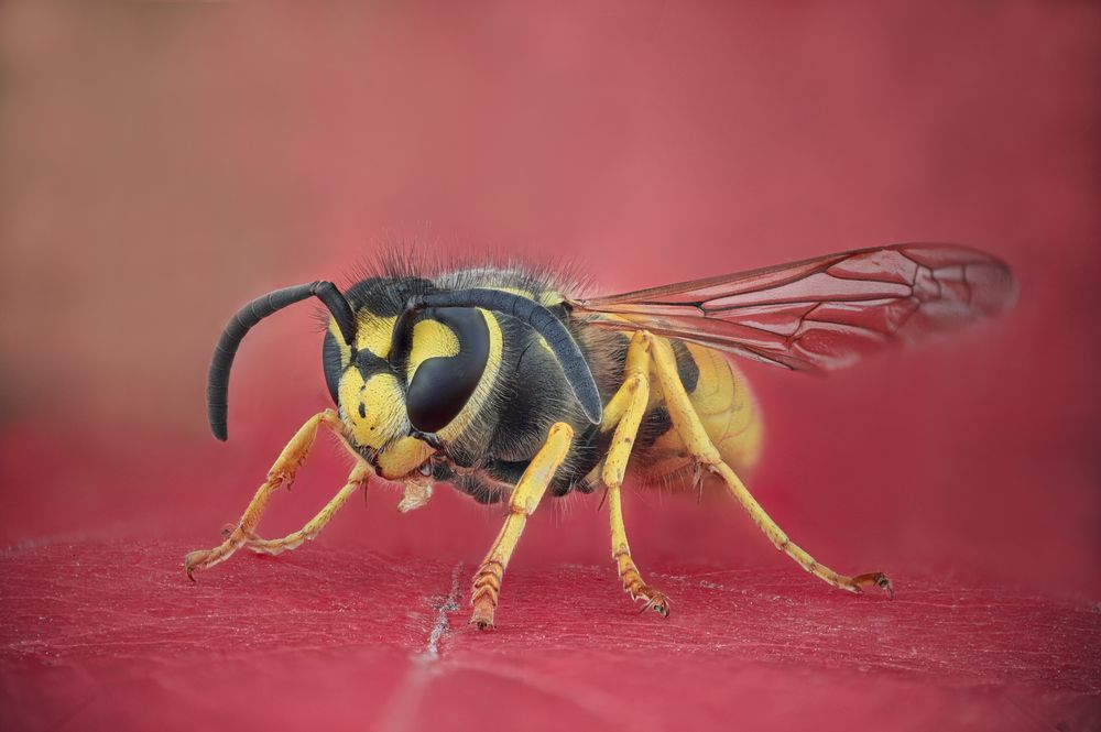 Photograph by Ganev Tsvetan