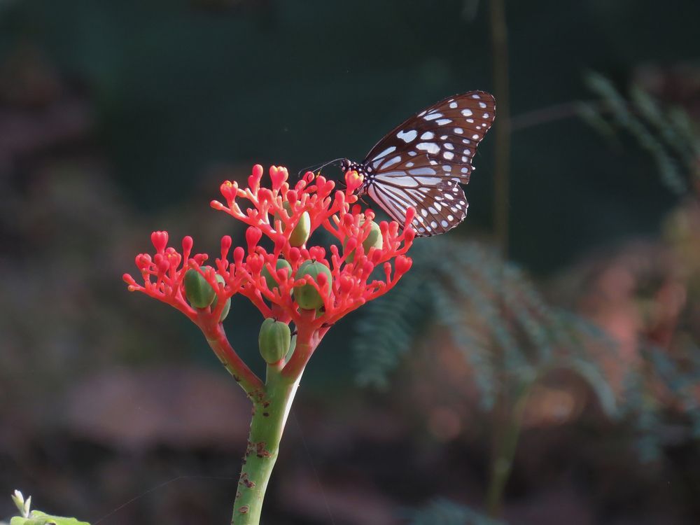 Фотография автора Asika mane