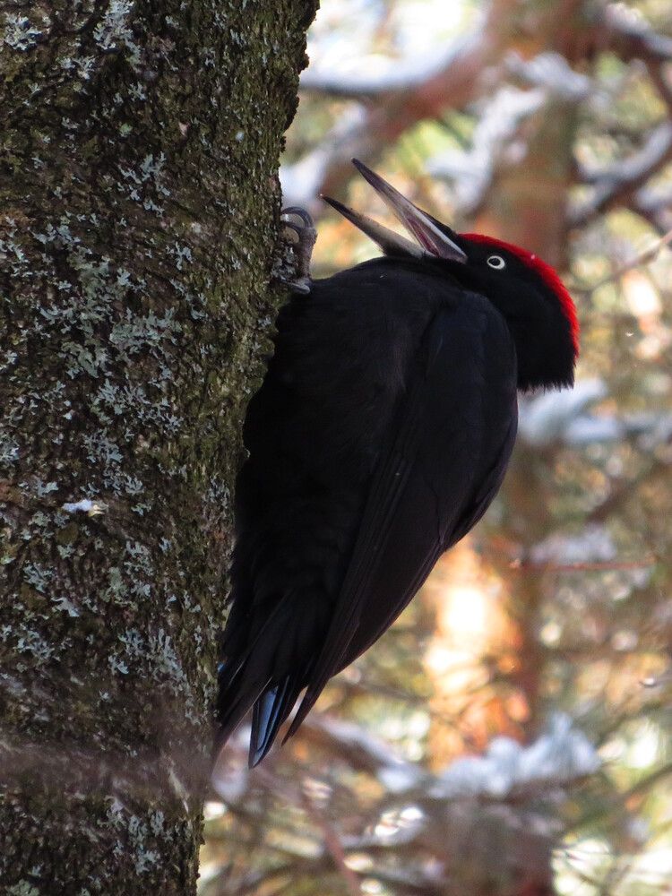 Кричащая желна