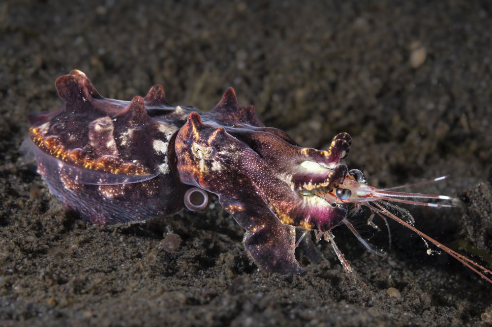 Eyes bigger than stomach