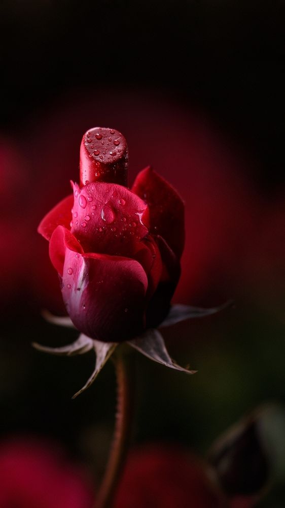 Photograph by Zahra Tavakoli