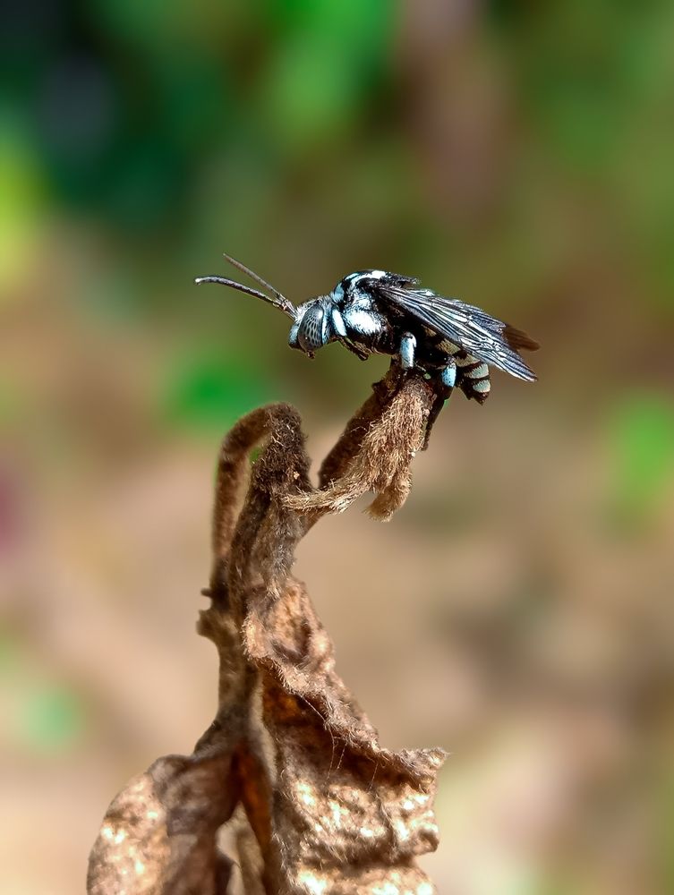 Photograph by Souvik Bhattacharyya