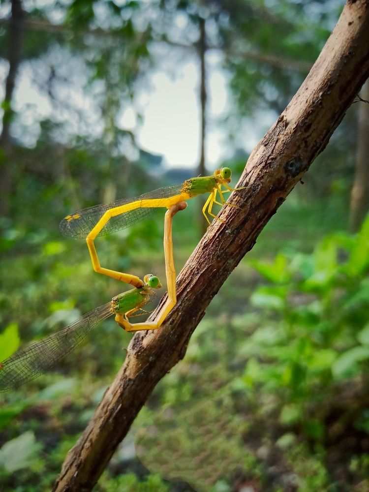 Photograph by Souvik Bhattacharyya