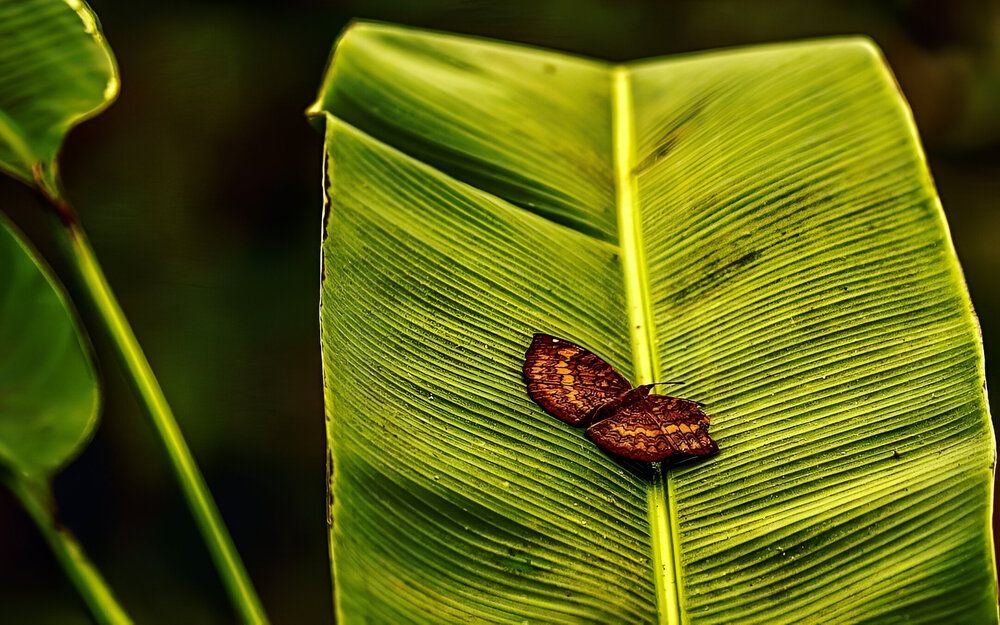 Photograph by ANIRBAN DEB