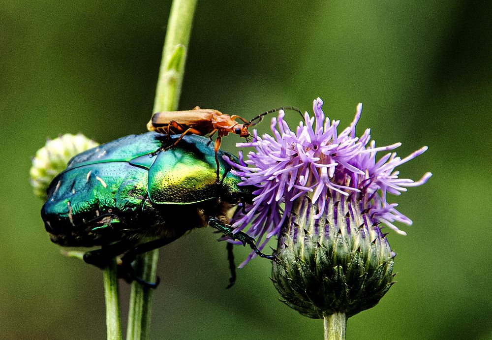 Фотография автора Ольга Лихтарь