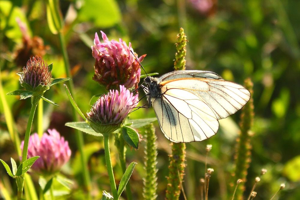 Photograph by Елена Наленч