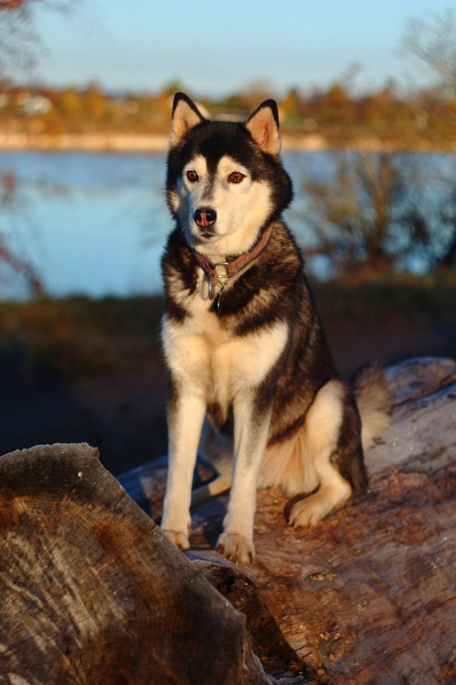 Photograph by Елена Наленч