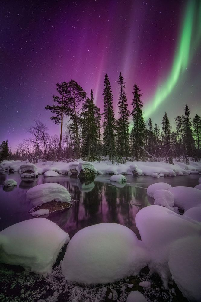 Лесная сказка.