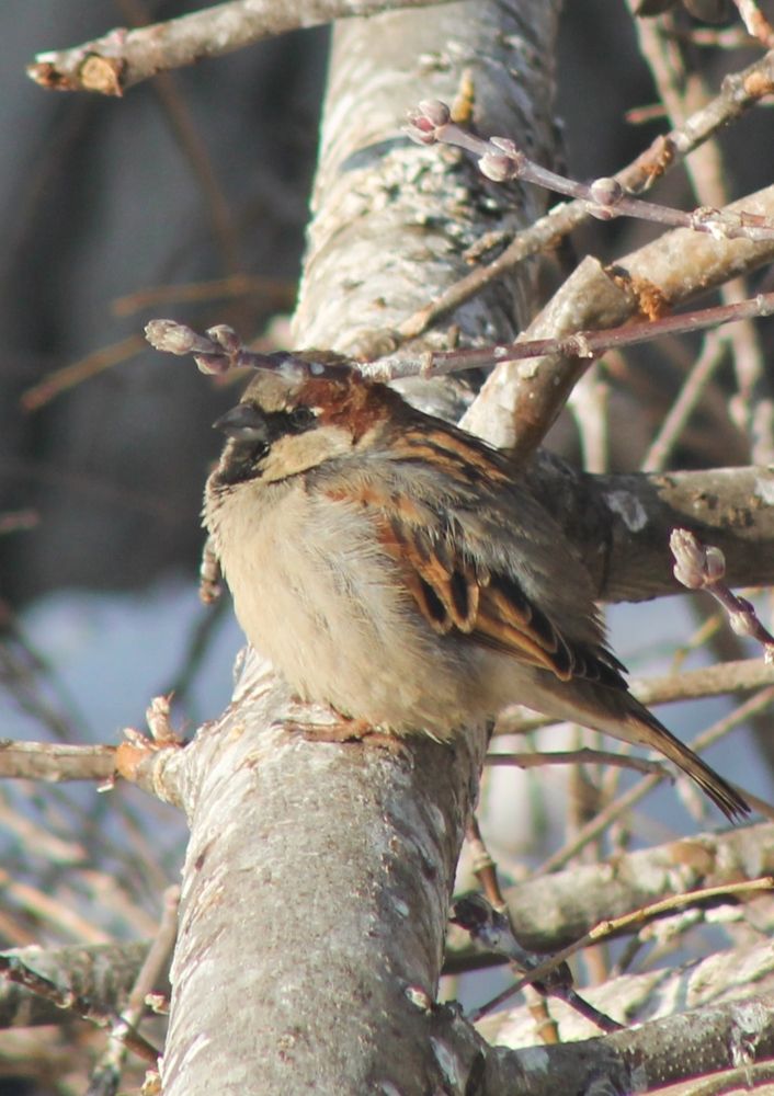 Синичка в своём мире