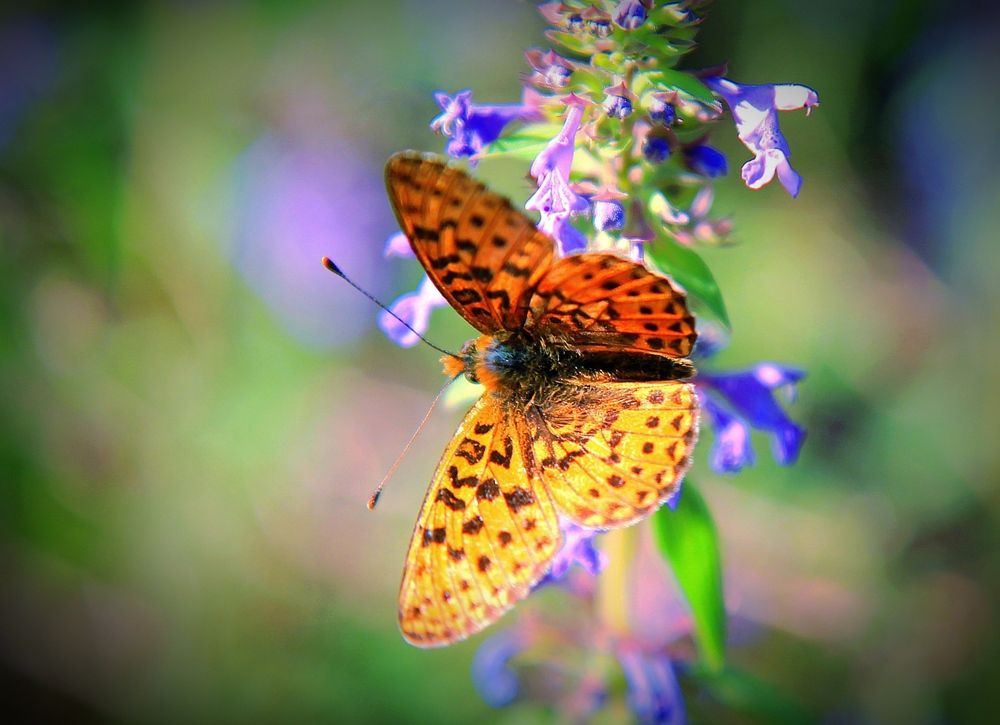 Фотография автора Ser P