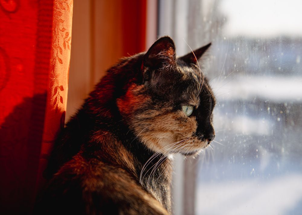 Фотография автора Екатерина Лапаева