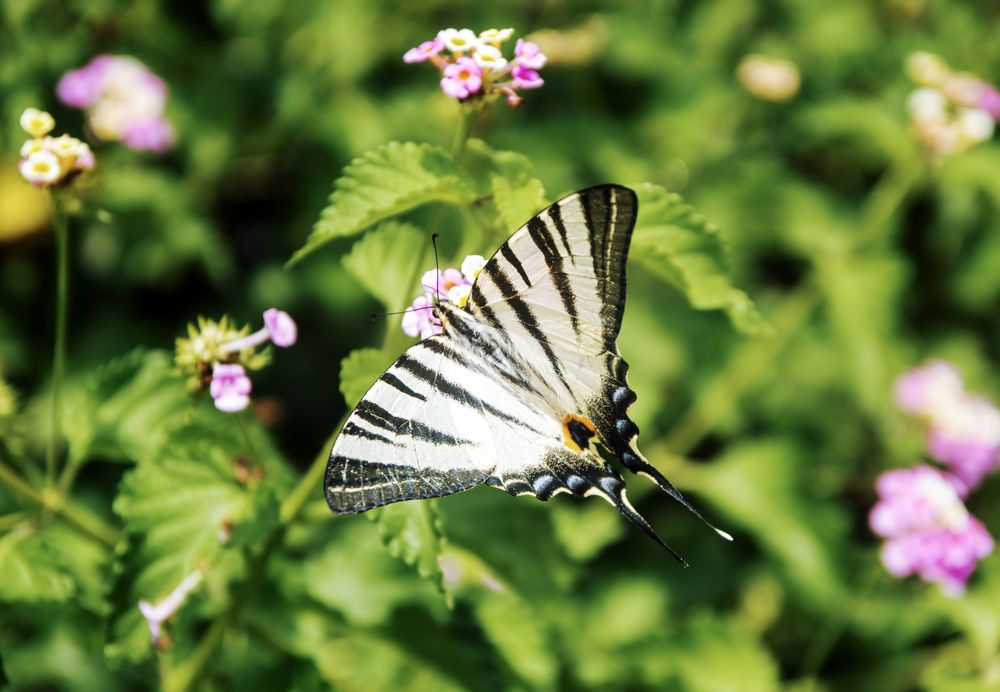 Фотография автора Ольга Лихтарь