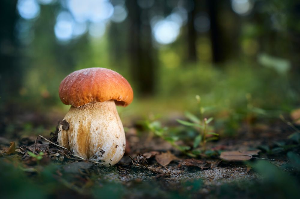 Лесной крепыш