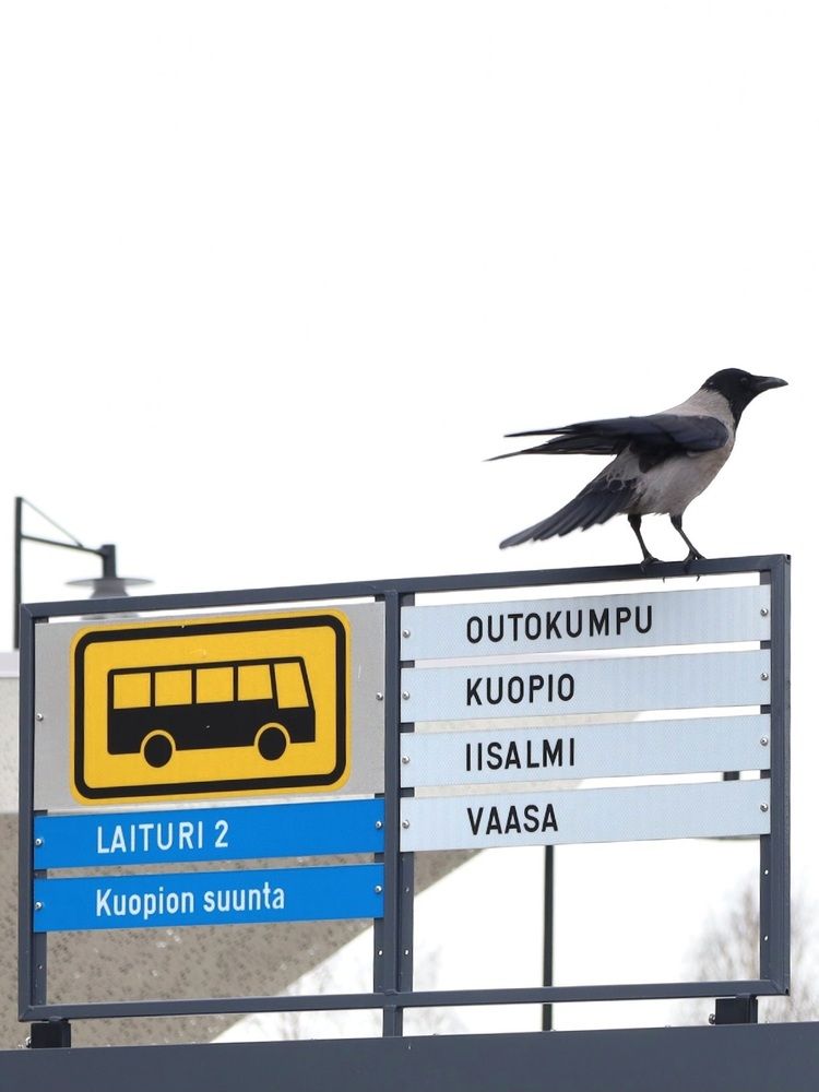 Photograph by Svetlana Hirvonen