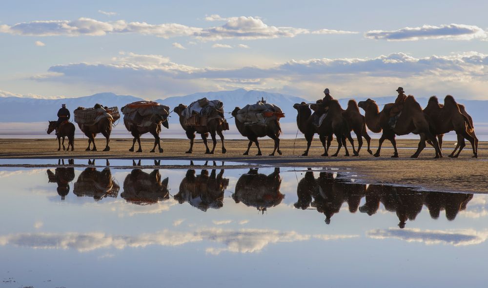 Camel migration