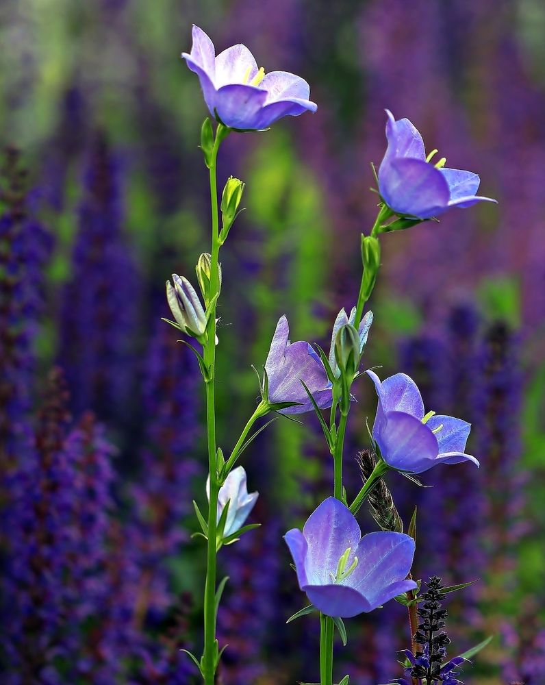 колокольчик персиколистный