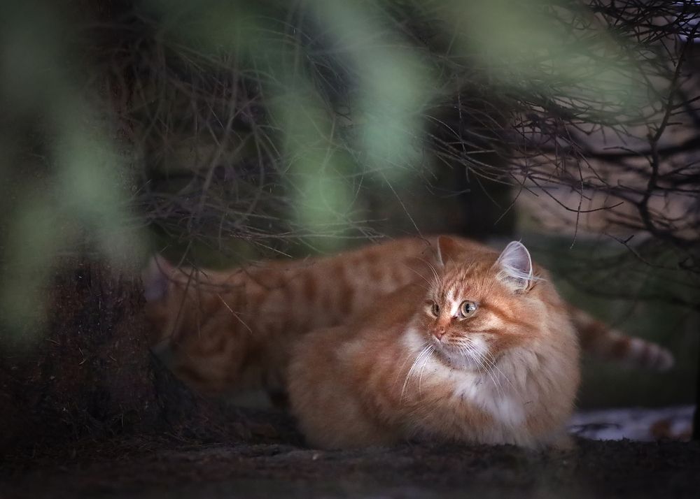 Photograph by Наталья Суслова