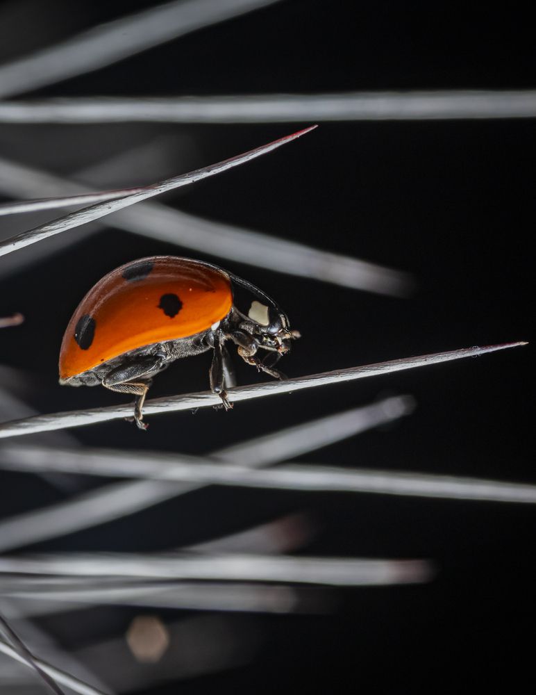 Photograph by Rodolfo Vega Littlewood