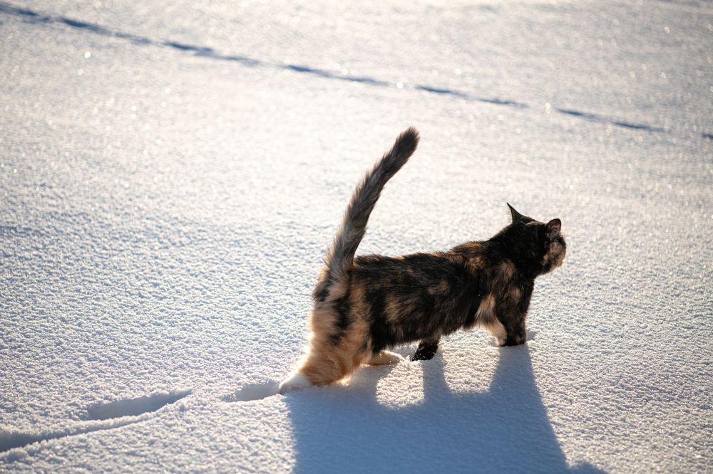 Фотография автора Екатерина Лапаева