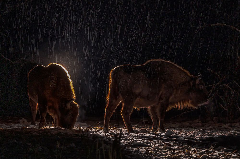 Ночью в лесу