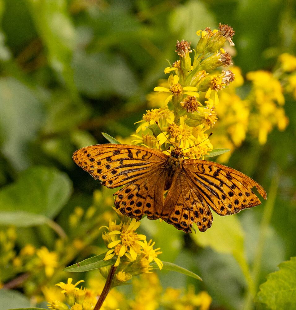 Фотография автора Екатерина Счасная