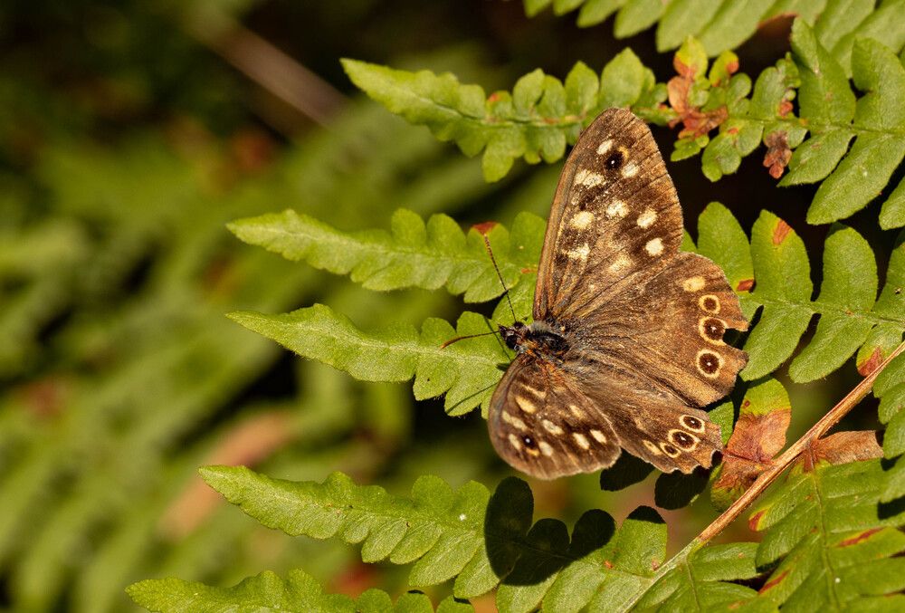 Фотография автора Екатерина Счасная