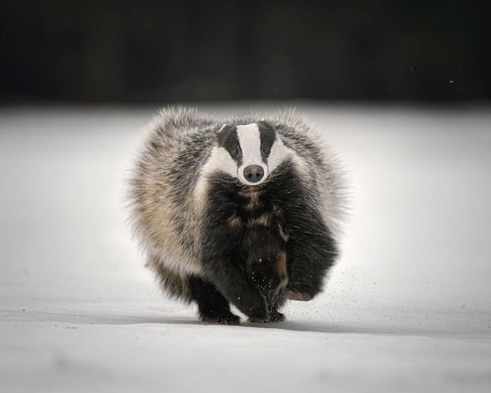 Speeding badger