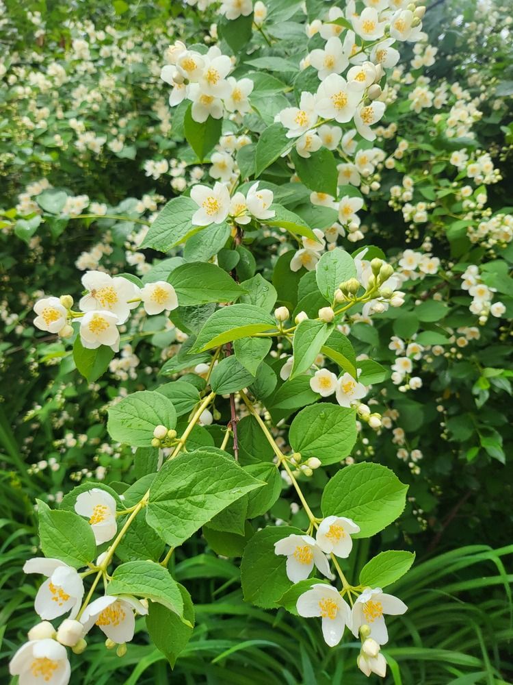 Photograph by Ирина Кртина