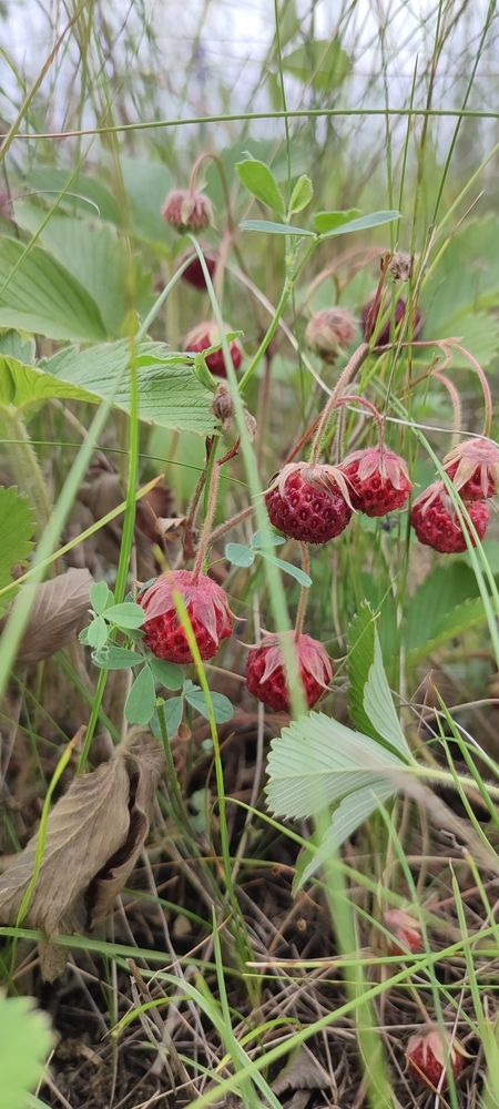 Душистая ягода