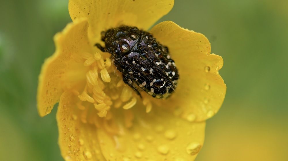 Photograph by féline Marie Anne Meyssonnier