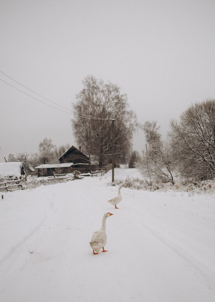 Photograph by Елена Щербакова