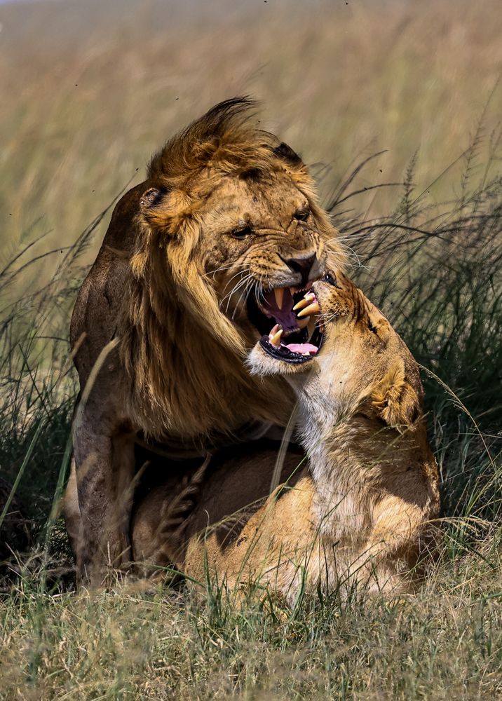 Aggression & Satisfaction!