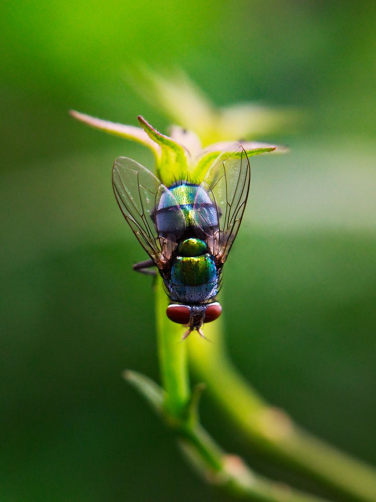 Photograph by Vimal Ram S