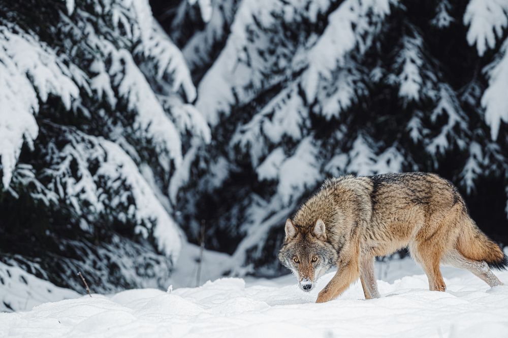 Photograph by Олег Гуляков