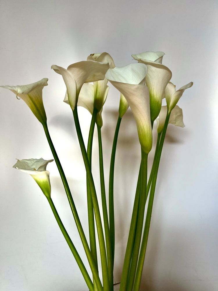 Photograph by Iryna Zakharchenia