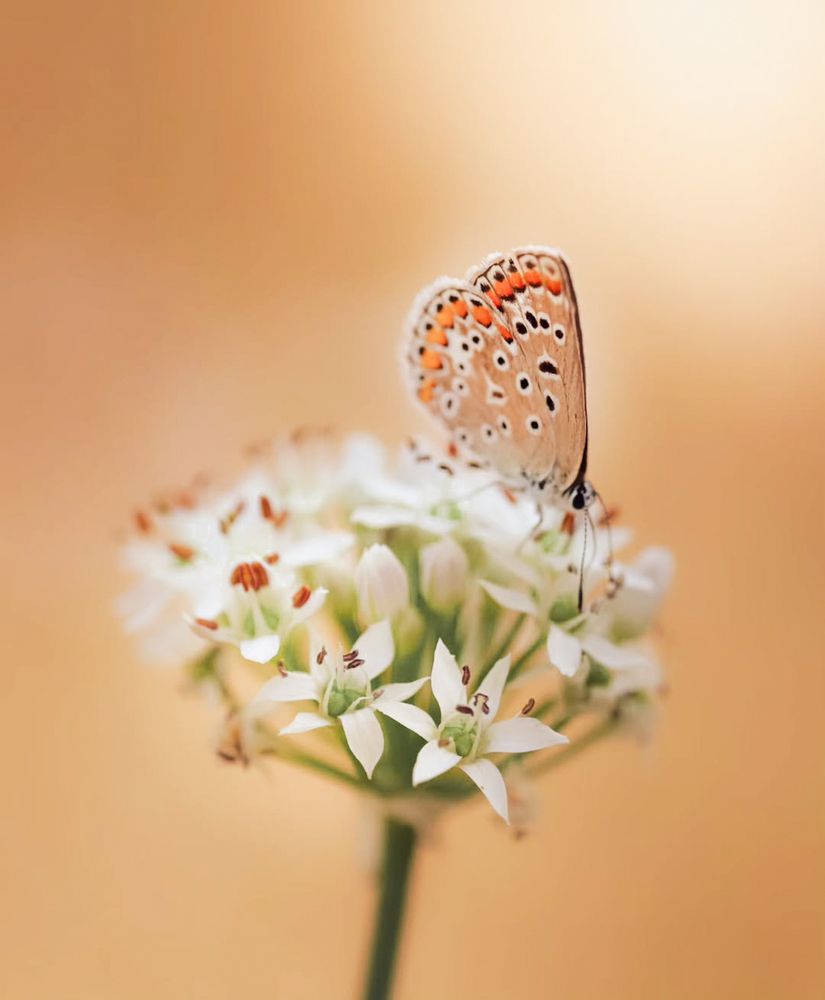 Photograph by Анна Тен