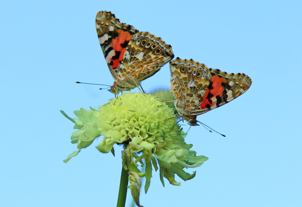 Две грации.