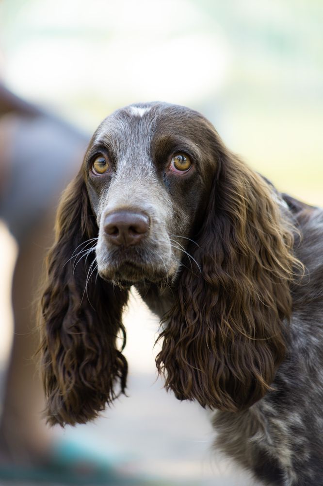Фотография автора Денис Шишов