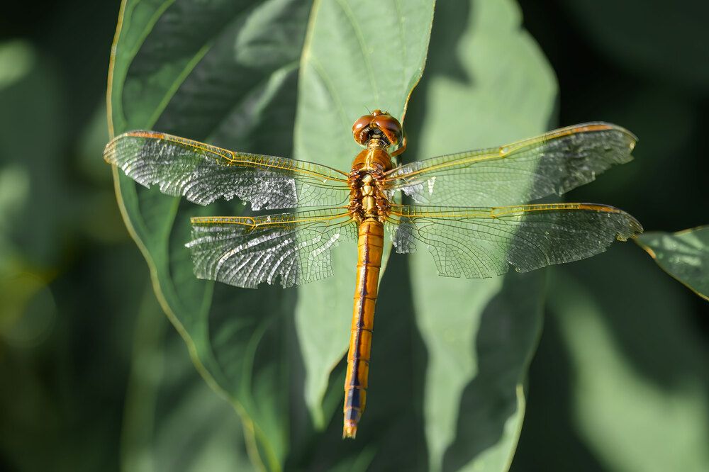 Фотография автора Erik Nelson